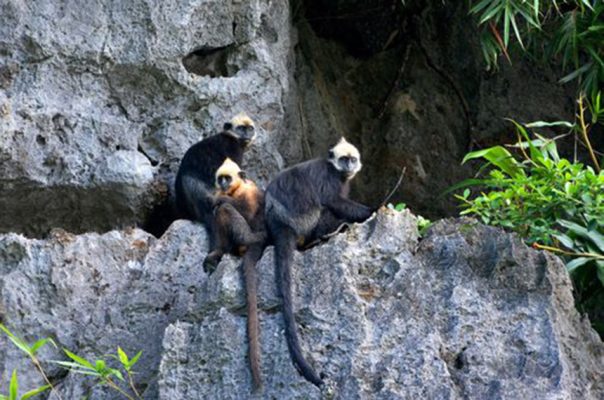 Cat Ba langur 1