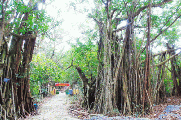 Cay di san Dao Dau