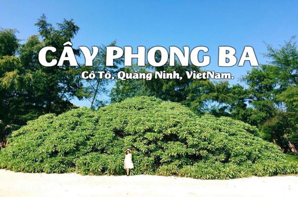 Cay phong ba