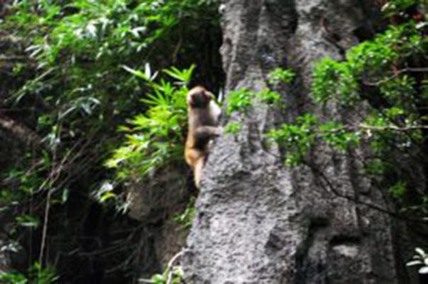 Monkey in Luon cave 300x180 1